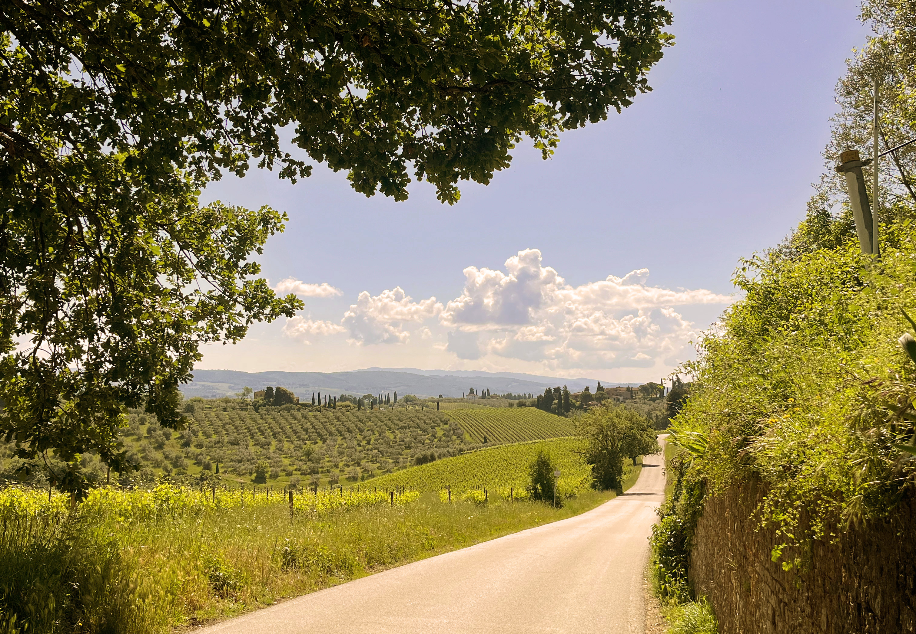 Vingårdar i Chianti
